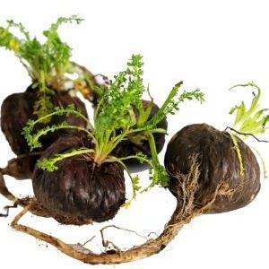 Black-Maca-Extract-Lepidium-meyenii-scaled-1-1024x845-1-r3mjy6rrnpc9wn5014nlny6uqthlw7kollolapfsto