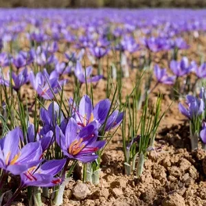 in-article-saffron-field-r3mjy6rrnpc9wn5014nlny6uqthlw7kollolapfsto